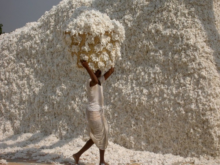 Cotton Annual Report 2025 Challenge Sustainable 2020 Second