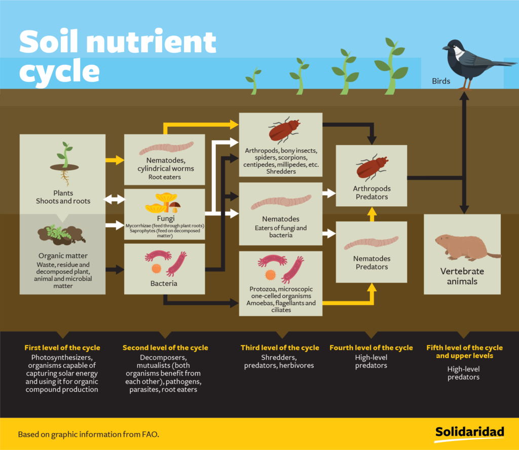 An infographic that shows the soil nutrient cycle
