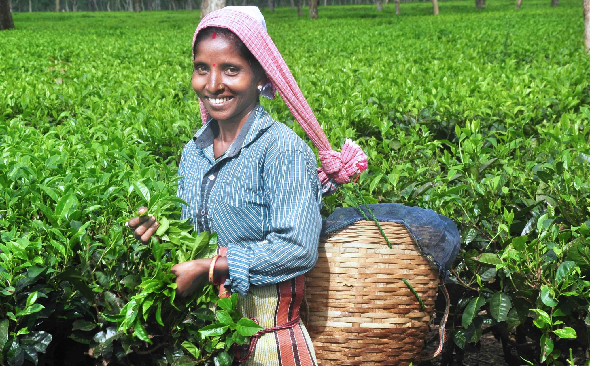 Celebrating ‘chai’ on International Tea Day 2021 Solidaridad