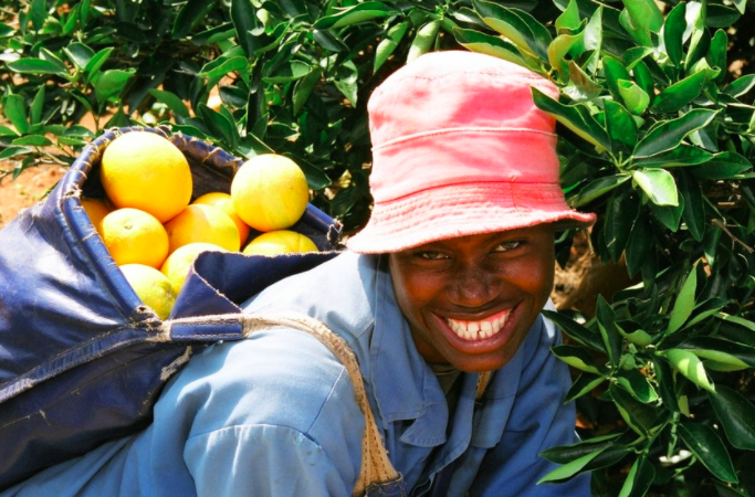 Mozambique on the right path towards food safety