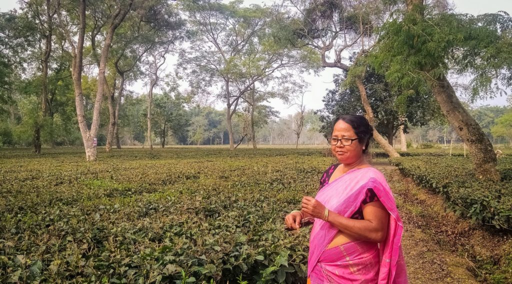 Tea smallholder in India