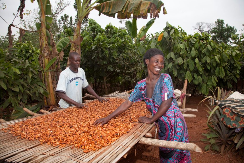 cocoa Ghana