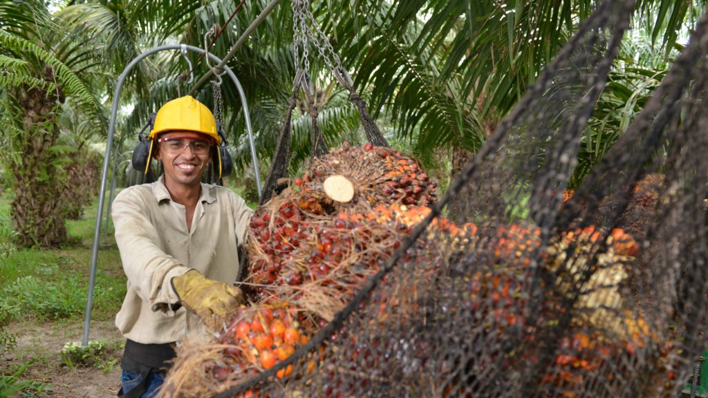 Palm Oil Work