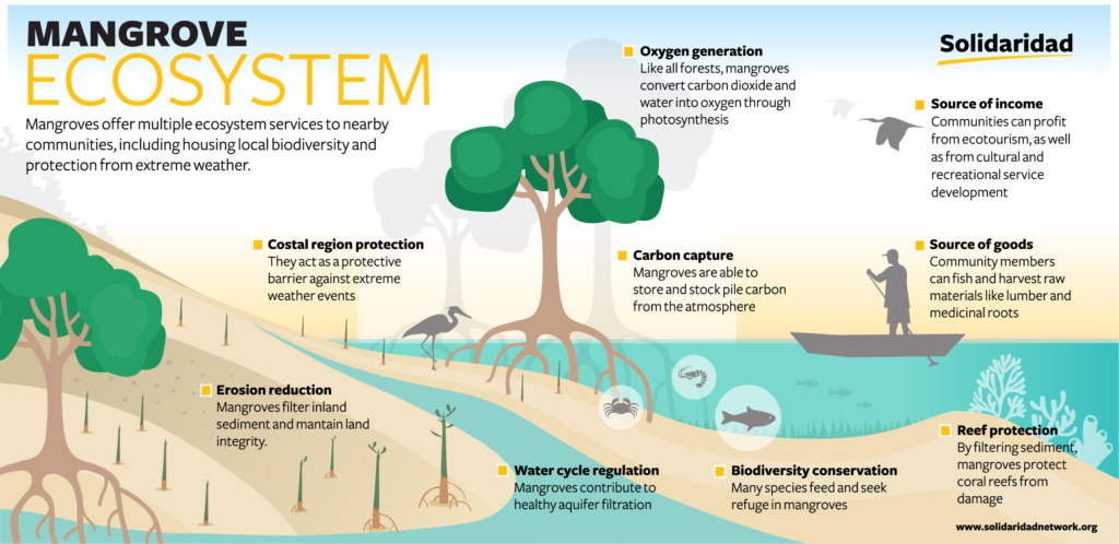 An illustration of how the mangrove ecosystem works.