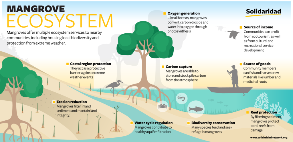 Banding together to conserve & restore mangrove habitat - Solidaridad ...