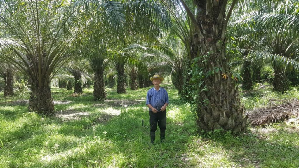 Photo of a Honduran smallholder in his oil palm farm.