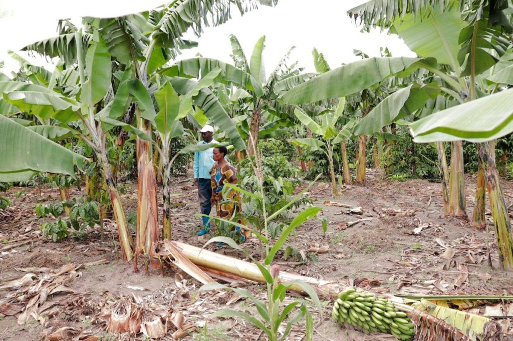 coffee farming climate Uganda women