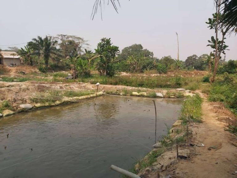 Fish farmers in Nigeria to benefit from innovative aquaculture