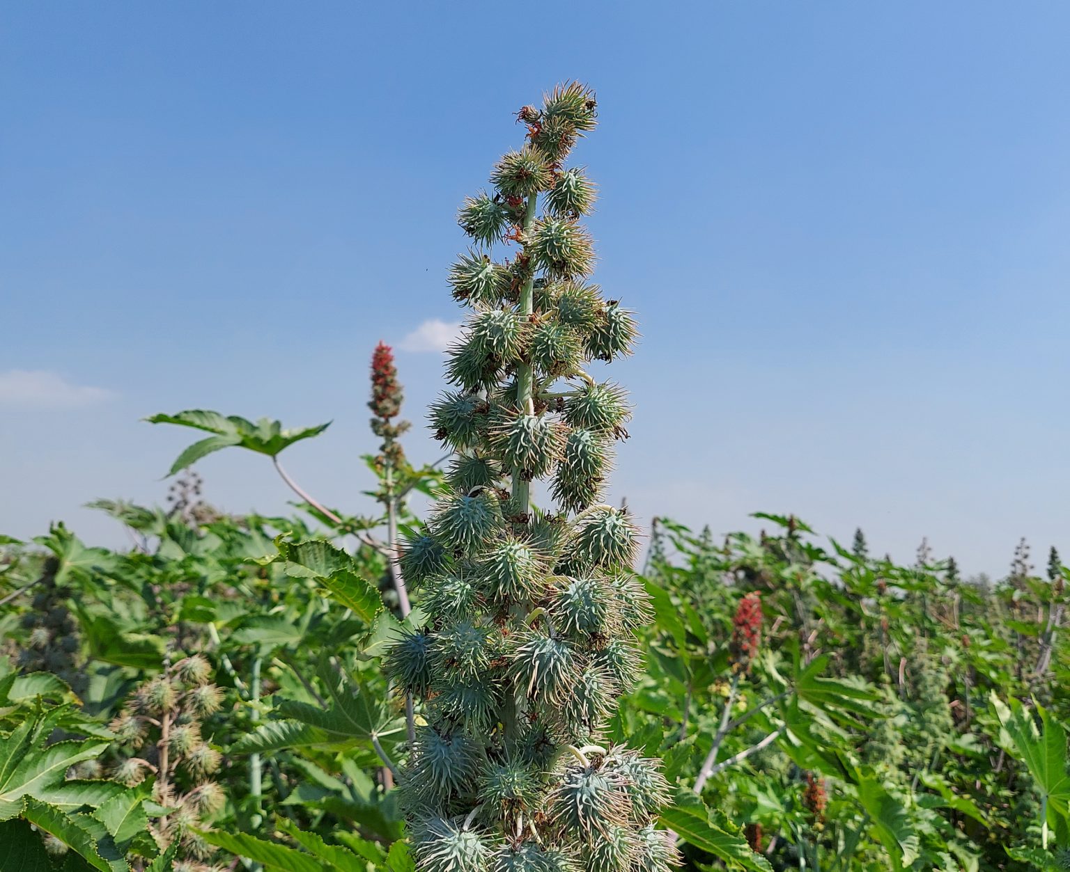 A Sustainable Path for Castor Farming In India - Solidaridad Network
