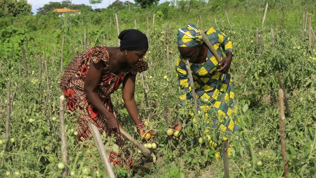 Farmers from Cooperative of Women for the Production, Transformation and Commercialization of Food Crops in Maraouhe collect crops