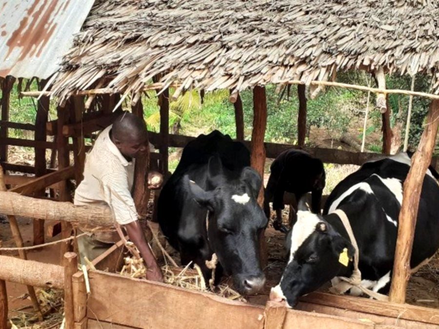 Dairy smallholder Hamisi Kumba Alawi tends to his cows.