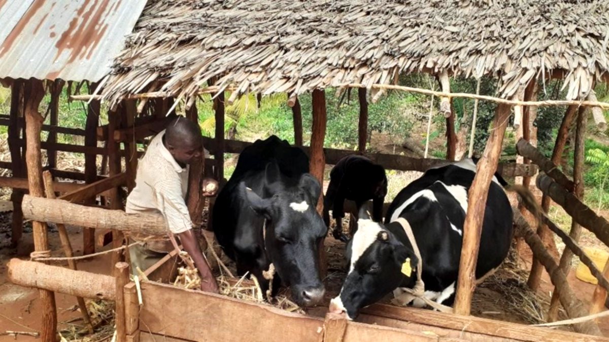 Dairy smallholder Hamisi Kumba Alawi tends to his cows.