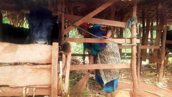 Mwanahasha Msabah (Hamisi’s spouse) tending to cows at their farm.