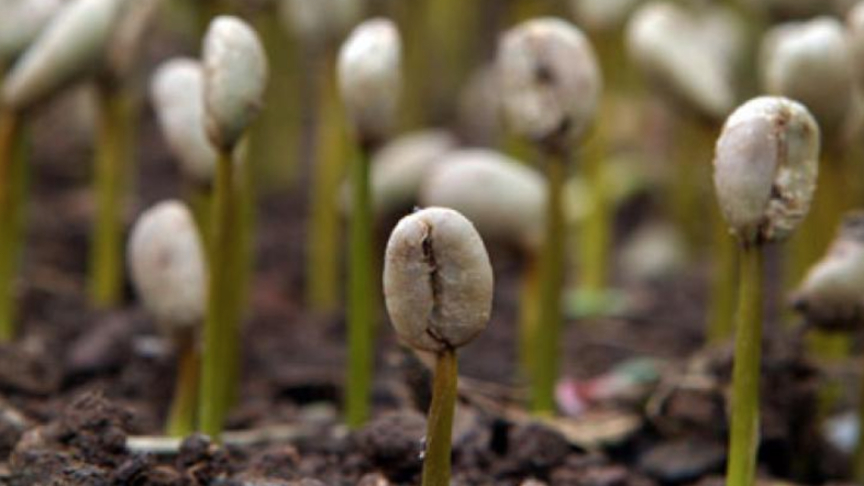 Coffee seedlings