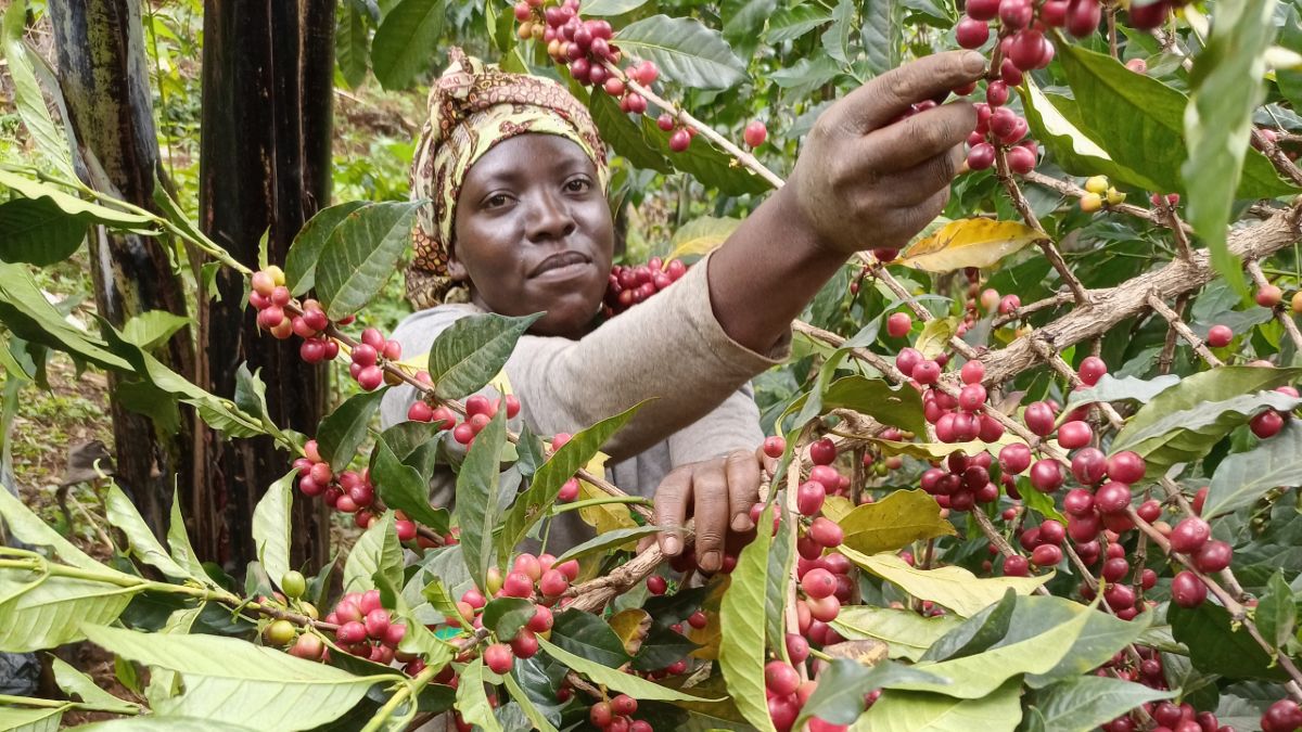 Solidaridad has reached 9,000 coffee farmers in 7 districts with training aimed at promoting inclusivity, access to finance, climate-smart approaches and other good agricultural practices to enhance the sector’s productivity, profitability, and resilience, one farmer at a time. Here a woman picks coffee during the harvest.