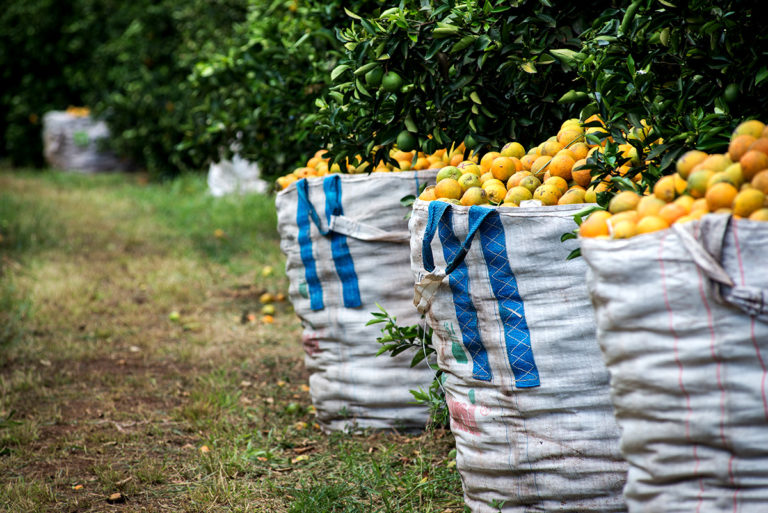 Fruto Resiliente: Strengthening sustainable orange production in Brazil’s Citrus Belt