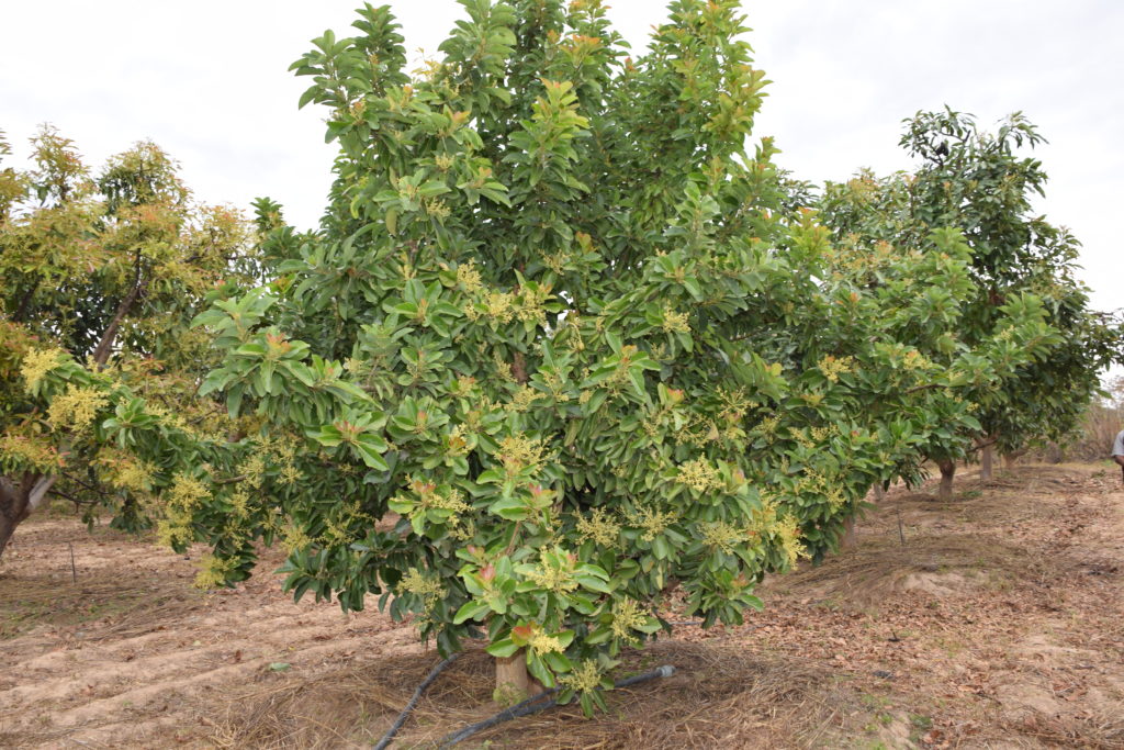 Avocado tree