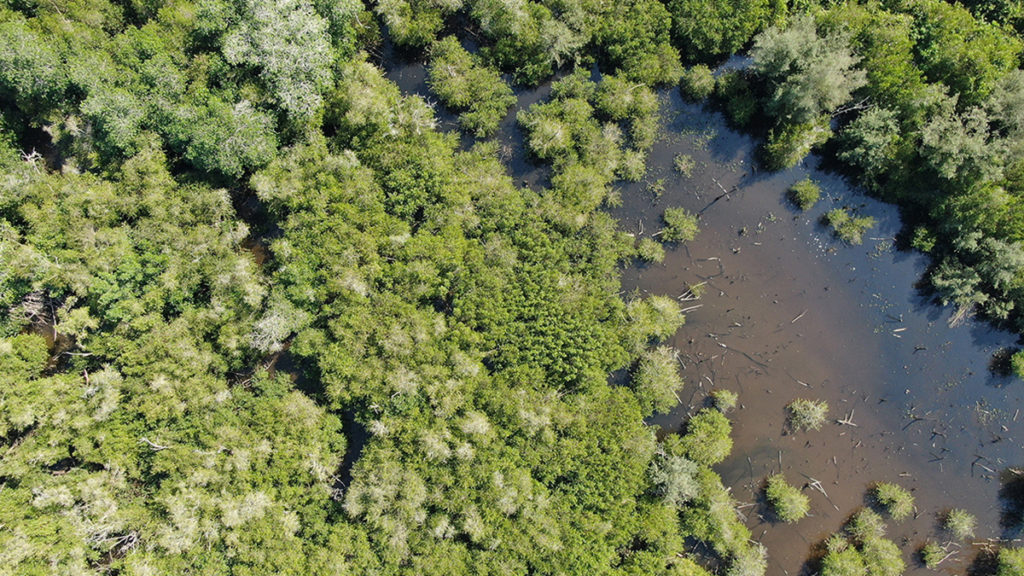 Aerial photography of Manchon Guamuchal, the last remaining mangrove area on the Pacific coast of Guatemala.