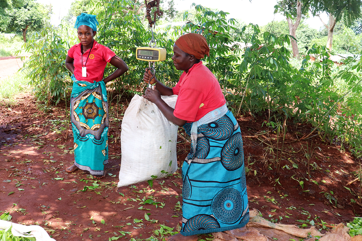 green leaf tea weighing and selling point