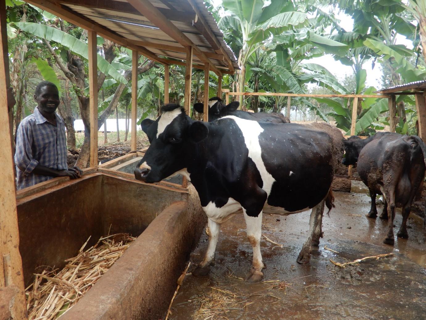 Building a sustainable dairy sector in Kenya Solidaridad Network