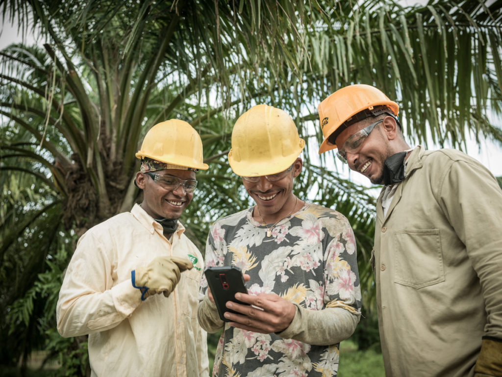Palm oil in producers using a digital tool for farm management