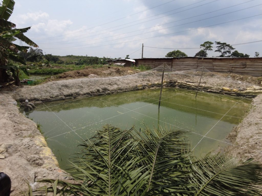 Fish pond at the Tai Solarin College of Education Omu-Ijebu, in Nigeria