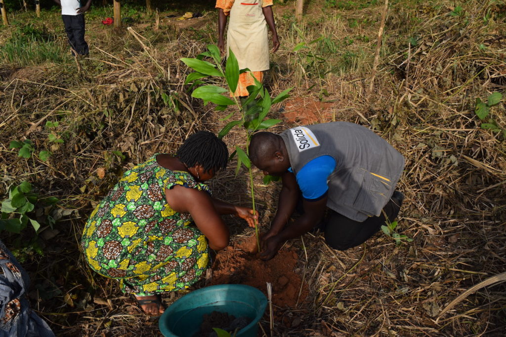 Solidaridad tecnico plants a tree with a community member in Executive Secretary Côte-d’Ivoire