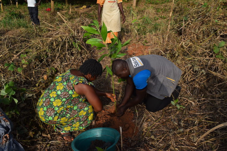 CULTIVATING RESILIENT COCOA THROUGH AGROFORESTRY