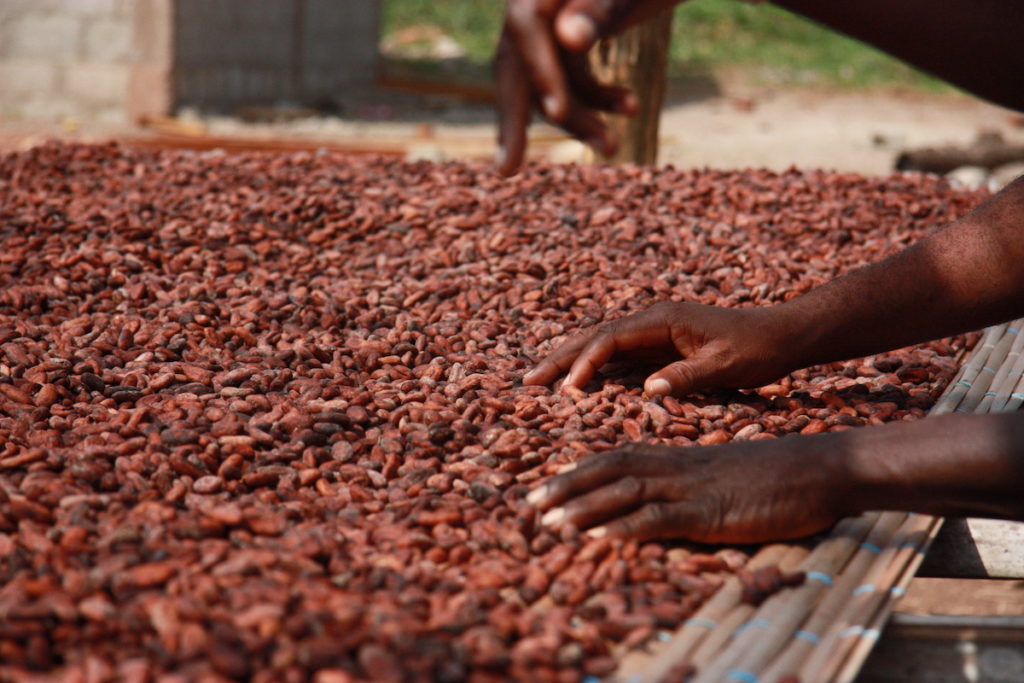 Cocoa Barometer launch 2022 image of a farmer sorting cocoa beans