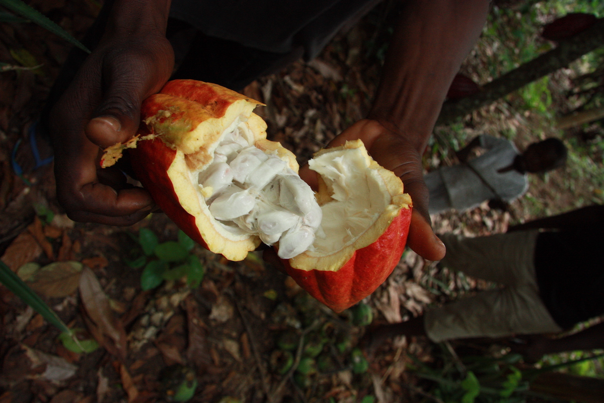 cocoa pod harvest
