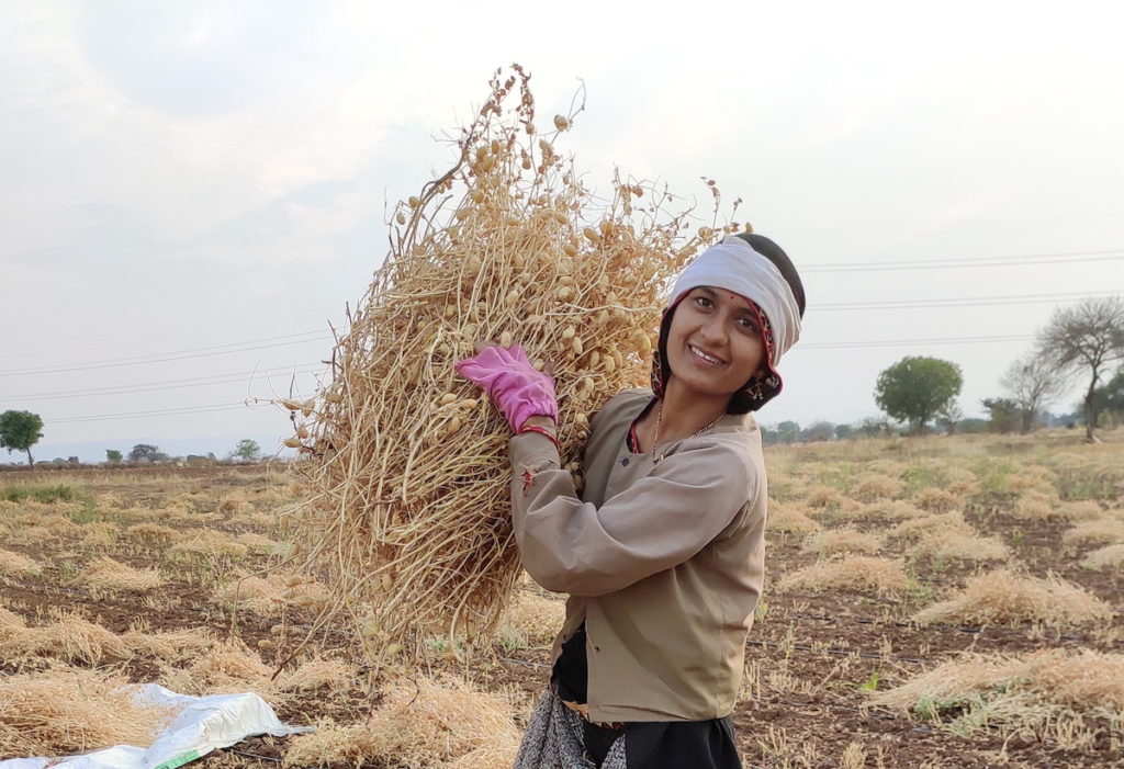 Woman farmer in India harvesting in her field