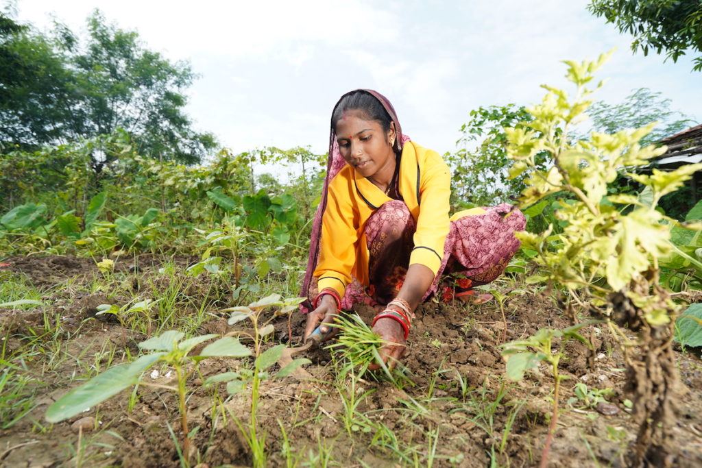 Woman farmer in India tending her field