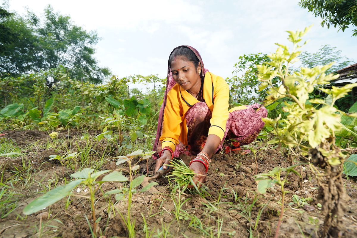 Woman farmer in India tending her field