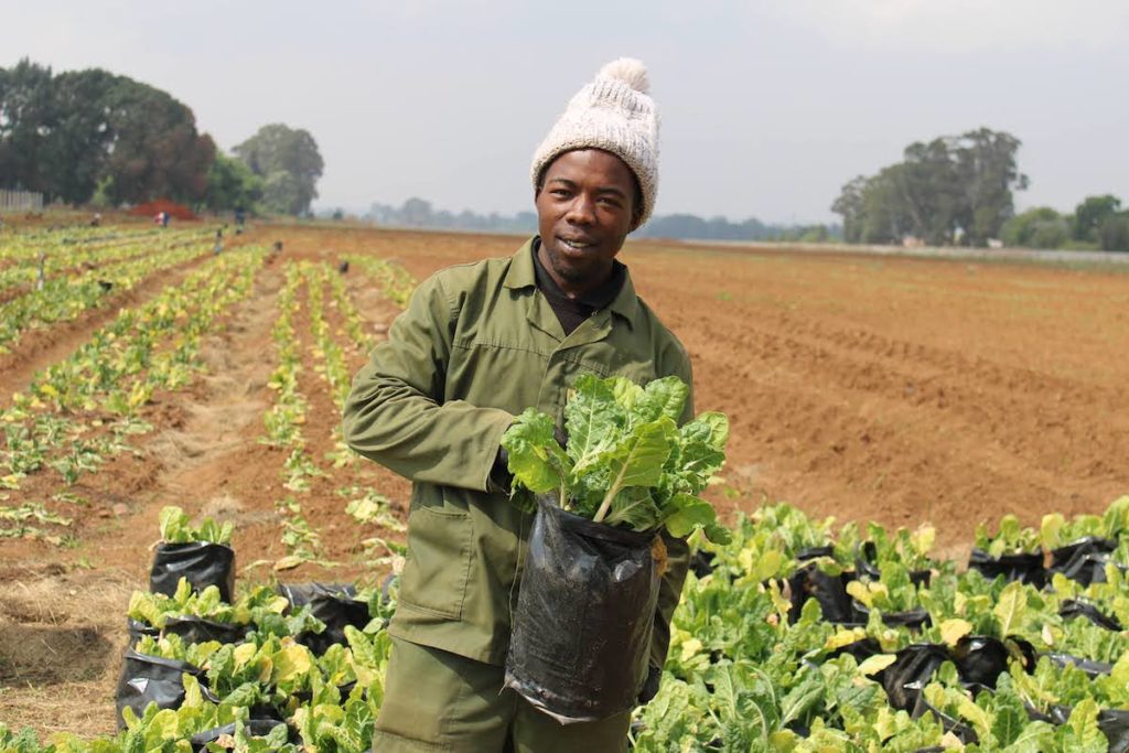 A worker on Sungula Farm in South Africa transplants spinach
