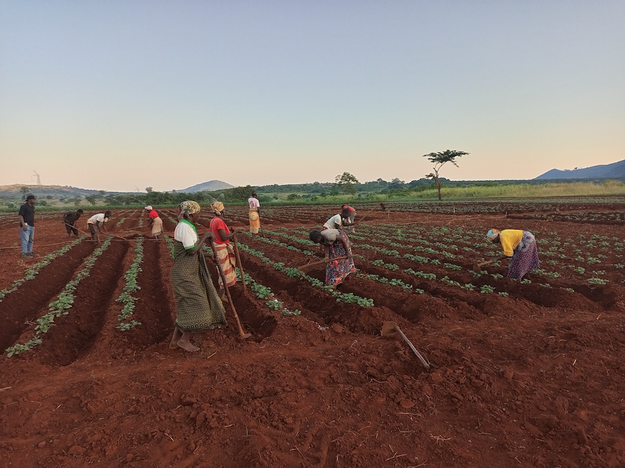 Potato farmers in Mozambique harvest in the morning. These empowered Zambezi potato farmers improve yields through good agricultural practices.