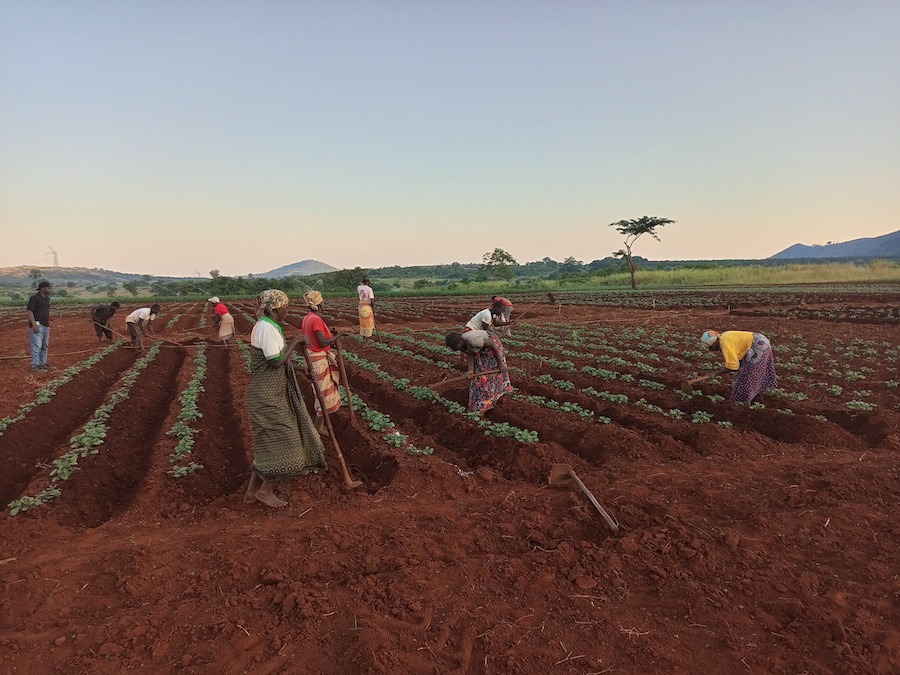 Potato farmers in Mozambique harvest in the morning