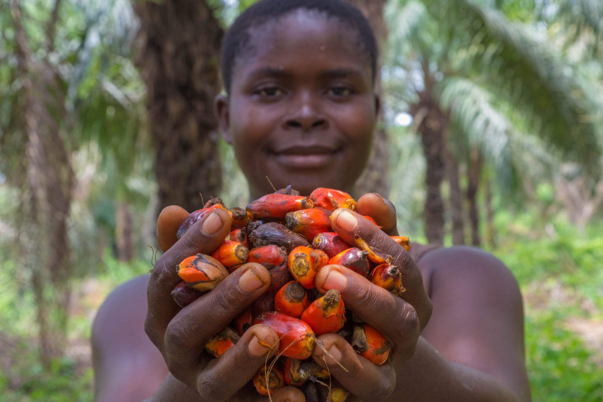 palm oil smallholder Nigeria