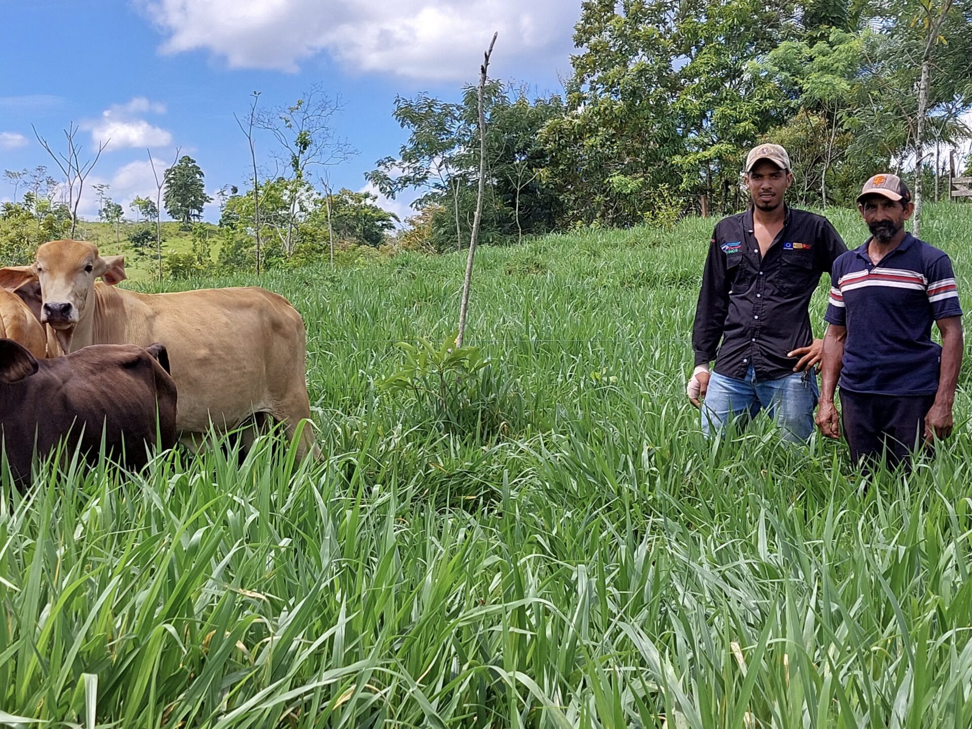 Livestock Nicaragua Cattle Cow