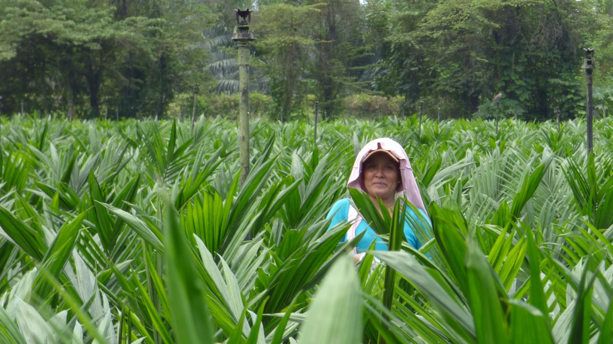 MAPA opened a dialogue space for all the actors in the oil palm sector to generate agreements and inclusive action plans in Guatemala, Honduras, Nicaragua, and Mexico.