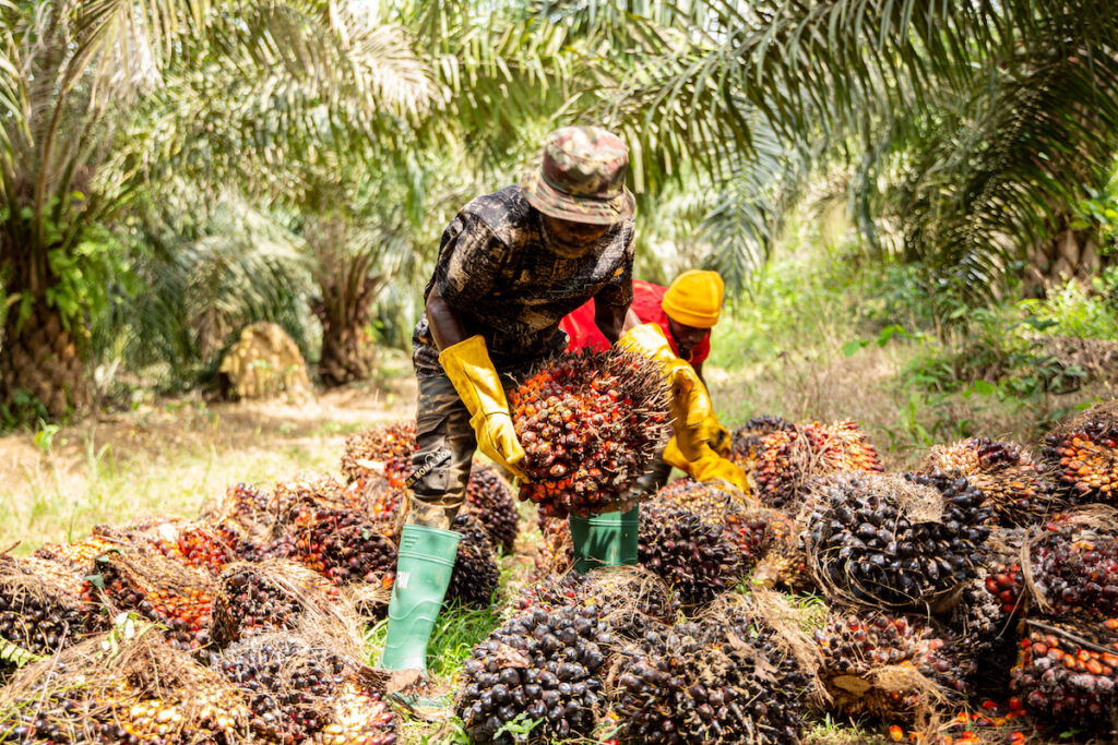 Harvesting Palm in Ghana