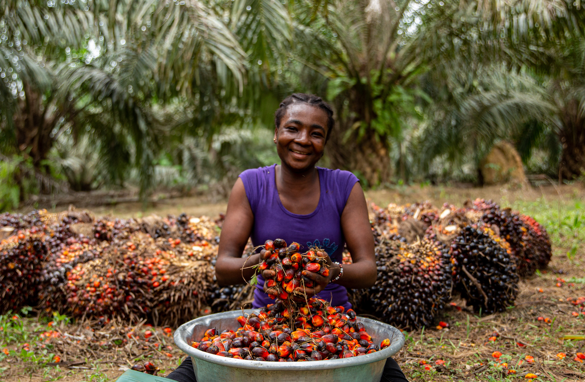 Harvesting Palm in Ghana