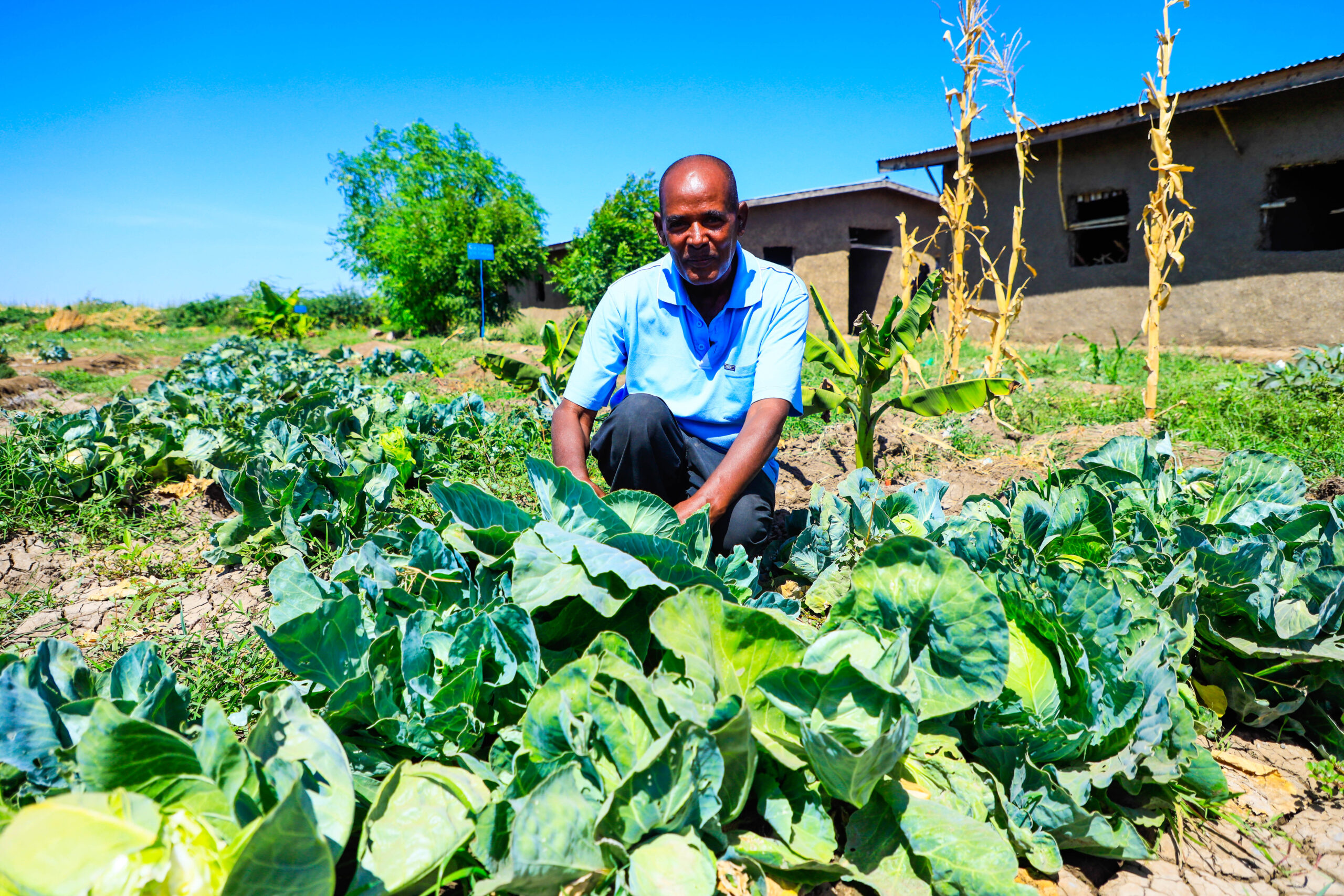 A farm worker tending to vegetables in Ethiopia
