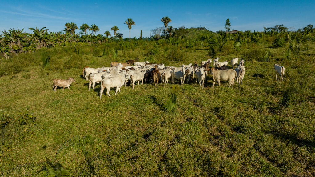 Cattle in Brazil