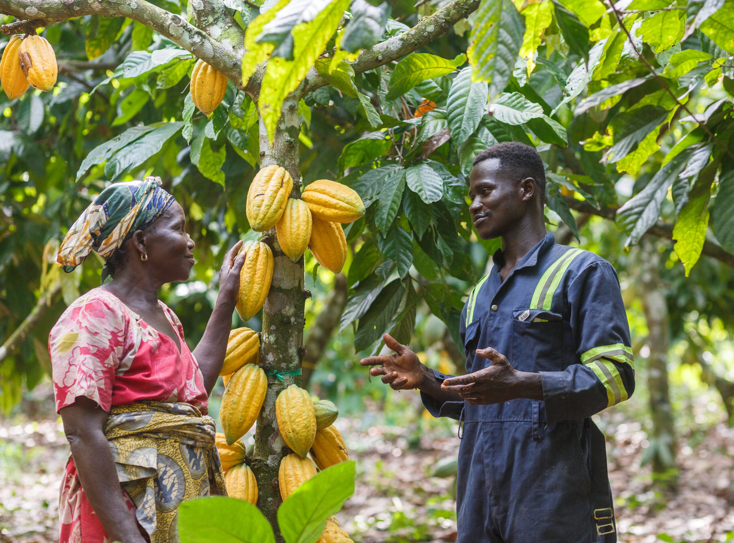 cocoa farmers in West Africa