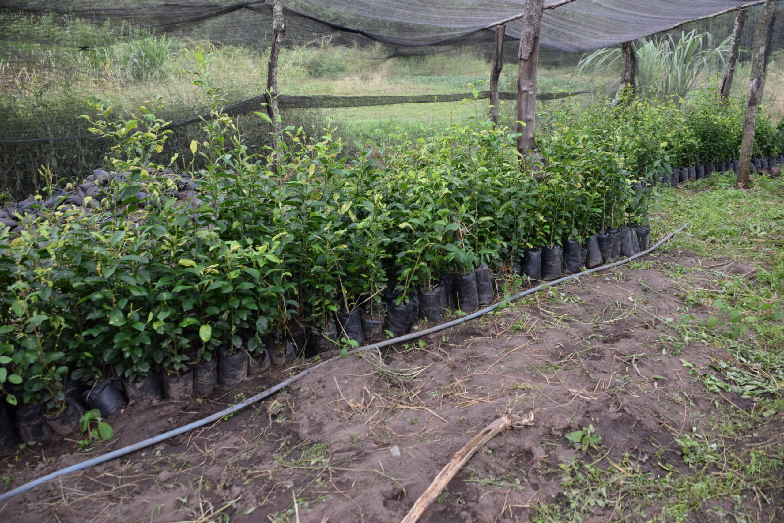 Agroforestry