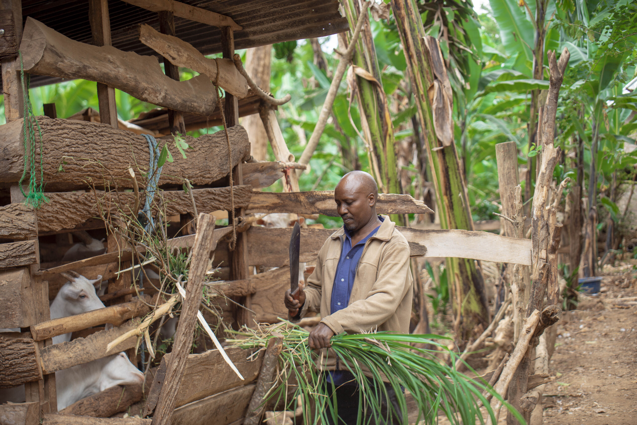 Ernest Maturo, a coffee and dairy farmer in Tanzania feeding his animals