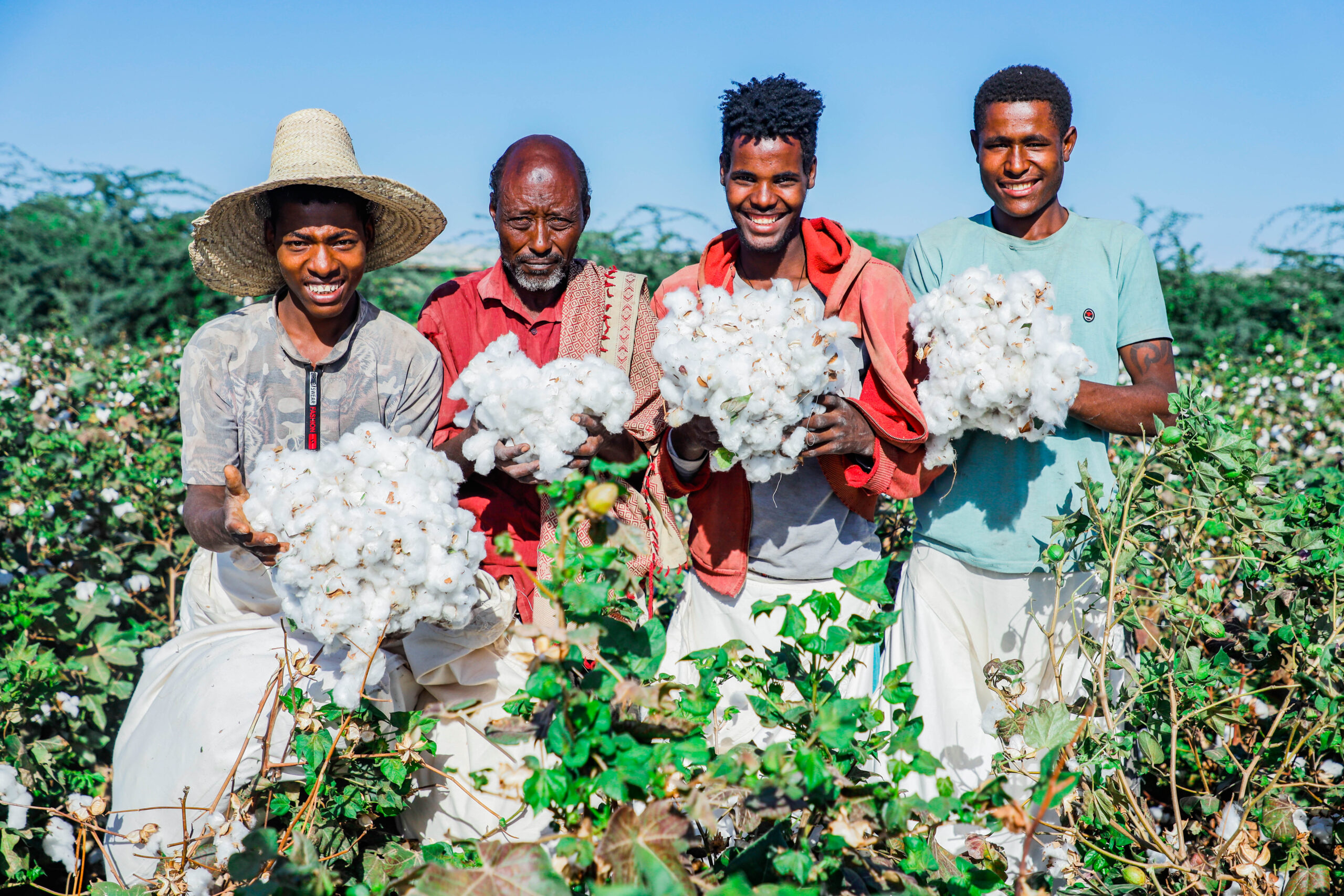 Farm workers picking cotton in Ethiopia