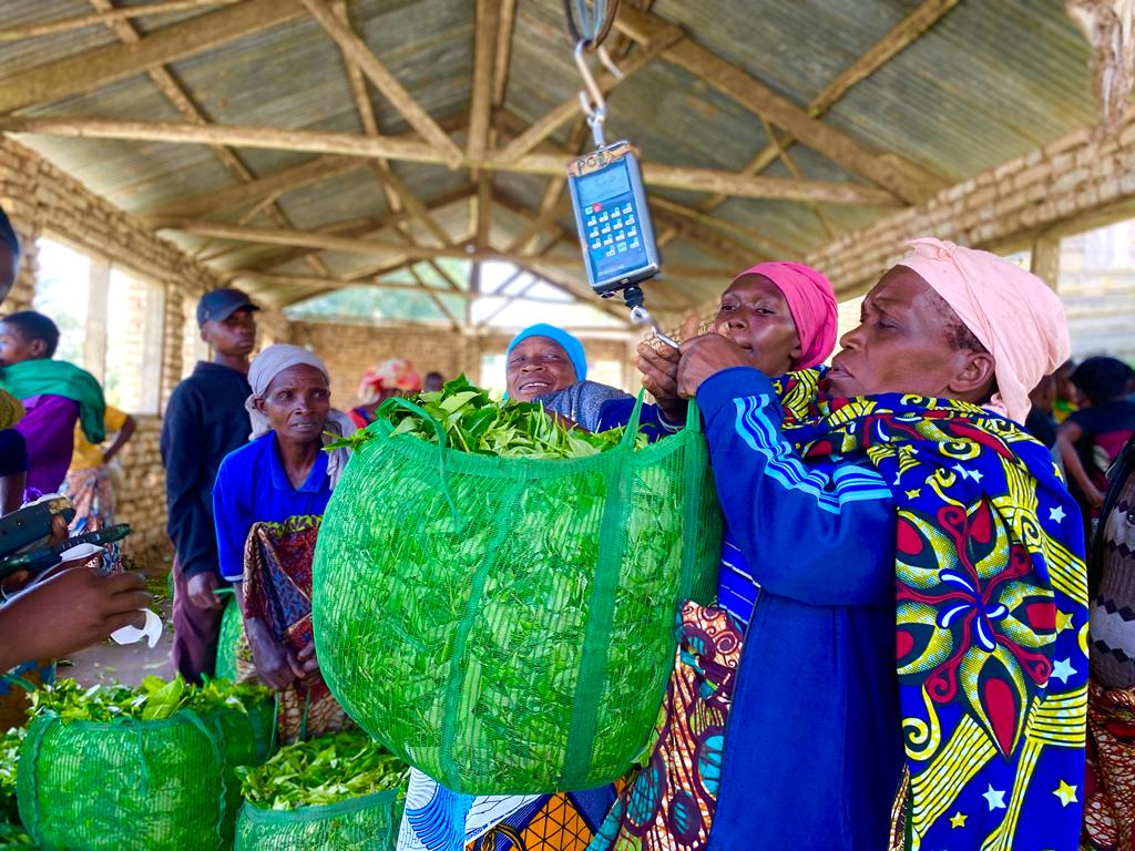 Farmers weighing their tea produce in Tanzania