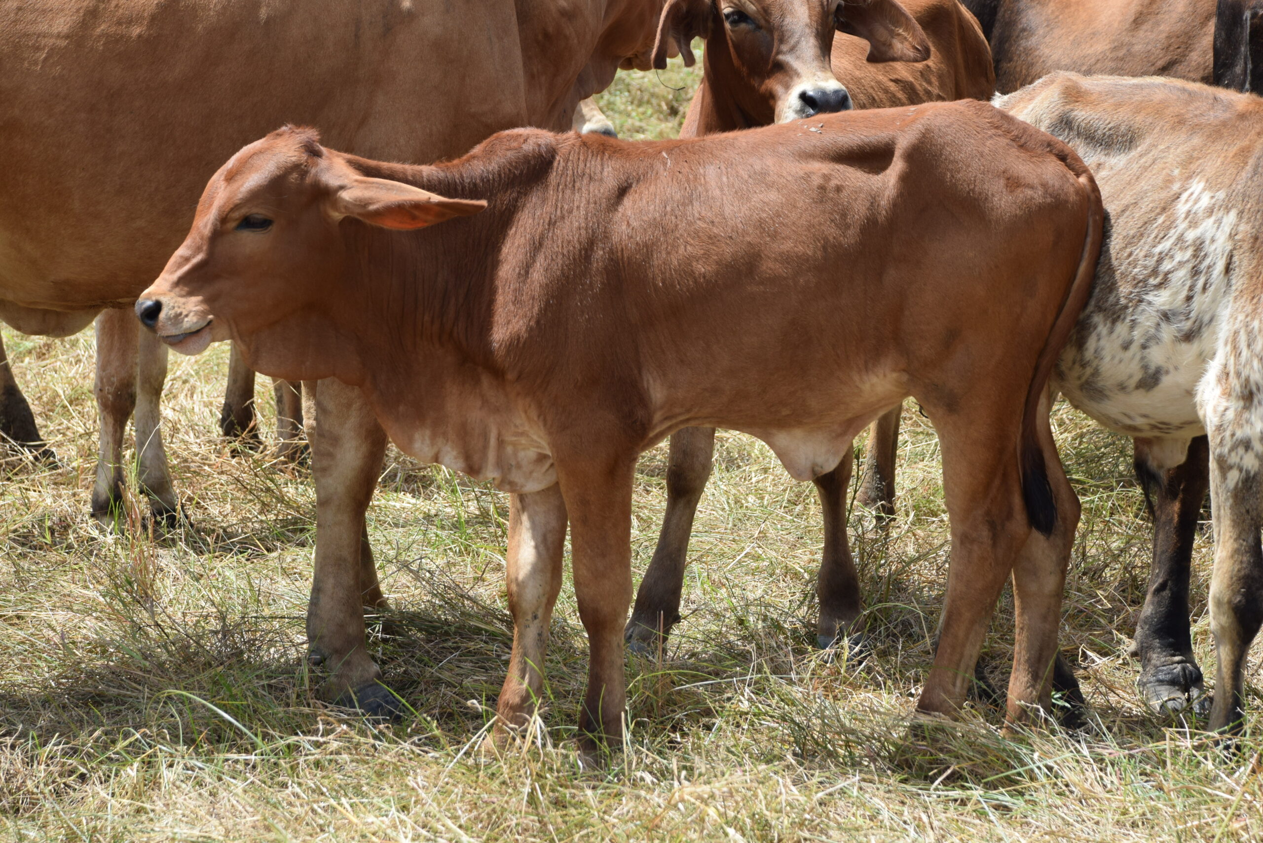 Livestock Southern Africa
