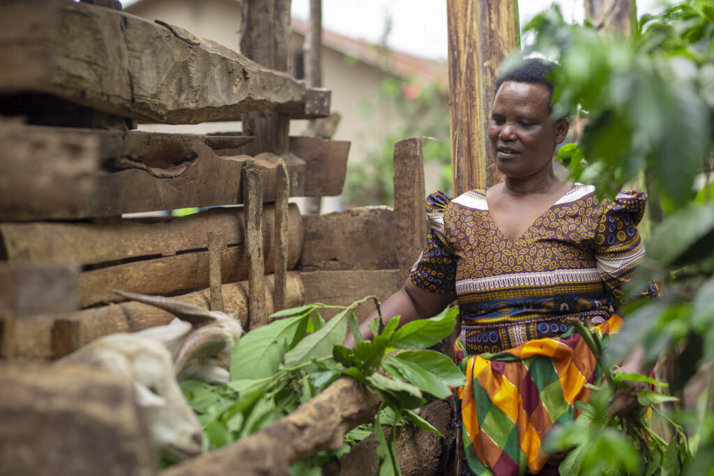 Ms. Dorothy Aimasaki, a coffee farmer in Tanzania tends to her goats. (1)